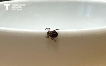 Осторожно, клещи: инфекционист предупредил тюменцев о «быстрорастущих папилломах» на коже