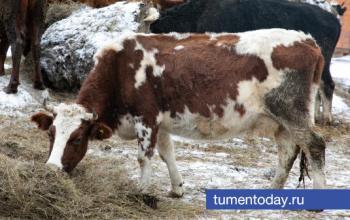 В селе Казанское ввели карантин по бешенству животных