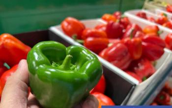 Тюменский агроном рассказала, как вырастить крепкую рассаду перца