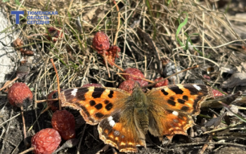 29 марта в Тюмени будет прохладно, за окном +7 градусов