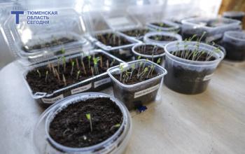 Свет, полив и подкормка: три совета для здоровой рассады томатов