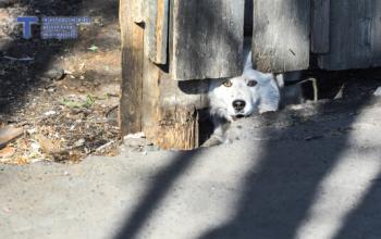 В селе Исетское с 29 марта отменили карантин по бешенству