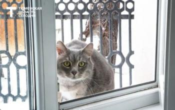 Тюменские ветеринары призвали с наступлением весны позаботиться о безопасности кошек