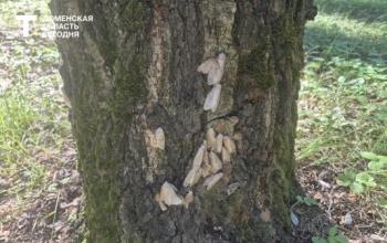 В Тюменской области наблюдается массовый лёт непарного шелкопряда