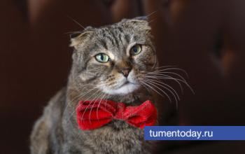 Тюменские волонтеры «Потеряшек» выиграли президентский грант на выставку животных