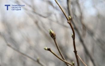 30 марта в Тюмени туман и солнце – до +7 градусов