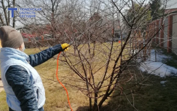 Садоводы готовятся к весенней обработке плодово-ягодных культур. Что нужно сделать