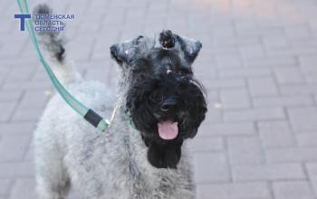 В Тюменской области прогнозируют снижение случаев бешенства после таяния снега