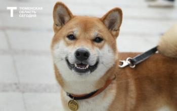 Какие породы собак самые популярные среди тюменцев?