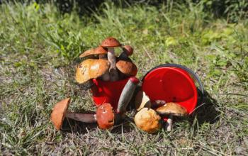 Агроном объяснила, как вырастить благородные грибы на садовом участке