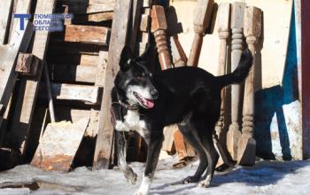 Бездомная собака напала на ребенка в селе Армизонское – прокуратура взыскала ущерб в 50 тысяч рублей
