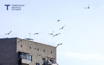 Орнитолог разъяснила тюменцам, почему не нужно кормить птиц весной