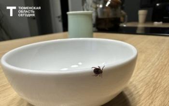 В Тюменской области зафиксировали более 2 500 случаев присасывания клещей
