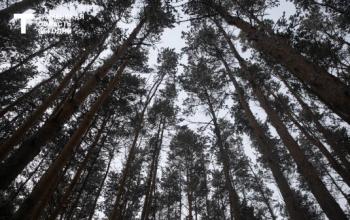 В Тюменской области почти вдвое сократилось число незаконных рубок