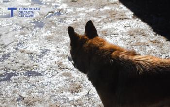 76 случаев бешенства выявили в Тюменской области с начала 2026 года