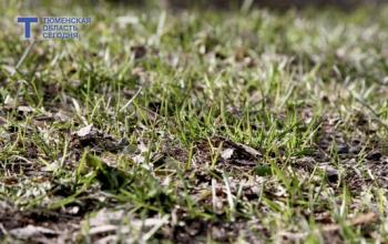 2 апреля в Тюмени до +17°