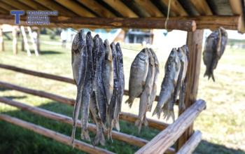 Из четырех тюменских озер, закрытых из-за гаффской болезни, взяли пробы рыбы