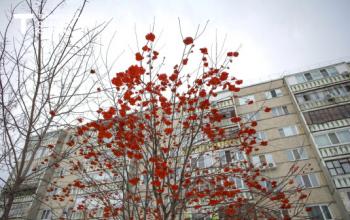 От +11 до +1 градуса и штормовой ветер 19 октября в Тюмени