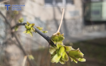 Днем в Тюмени будет +10°С, пойдет дождь