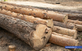 В Тюменской области ужесточили контроль за выделением леса гражданам