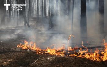 С начала пожароопасного сезона в Тюменской области ликвидировали 55 лесных пожаров