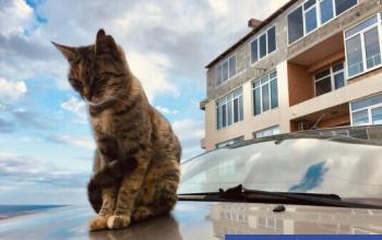 Назло, нарочно: 10 мифов о кошках, в которые пора перестать верить