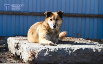 В деревне Баландина Тюменской области снят карантин по бешенству