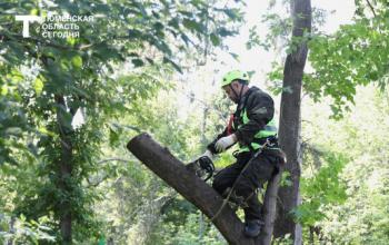 В Тюмени спиливают аварийные деревья – в том числе на кладбищах