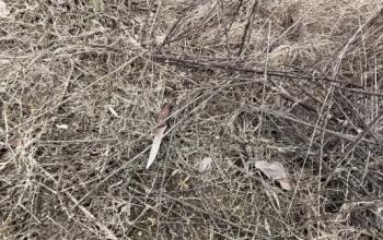 В Тюменской области арестовали мужчину по подозрению в убийстве в Исетском округе