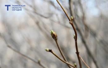 В Тюмени 7 апреля пасмурно и +11°
