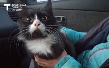 Даже самый чистый на вид кот может быть блохастым – предупреждает ветеринар