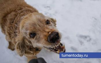 В селе Исетского округа ввели карантин по бешенству животных