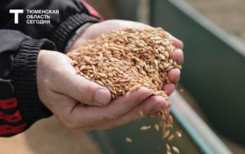 В Тюменской области намолотили почти 300 тонн зерновых и зернобобовых культур