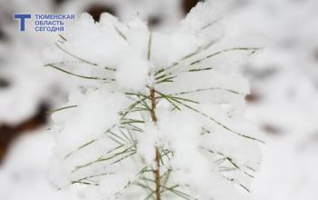 В Тюменской области март будет холодным: ранней весны ждать не стоит