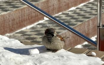 5 марта в Тюмени будет пасмурно, за окном до -22 градусов