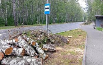 В Тюмени спилили аварийные деревья на Республики и в Тарманах