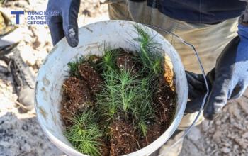 В Тюменской области высадят около 1,6 млн сеянцев в 2026 году