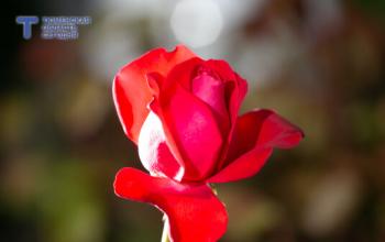 Советы садоводам: как разбудить розы после зимы