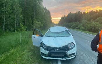 В Тюменской области произошло первое ДТП с участием дикого животного