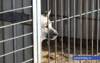 В двух деревнях Казанского района введен карантин по бешенству