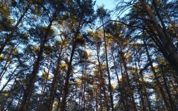 Тюменская область и Татарстан обменялись опытом в сфере лесного хозяйства