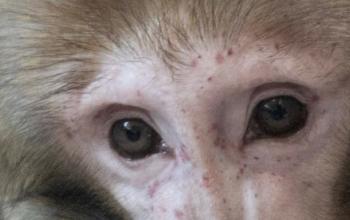 В Тюмени скончалась цирковая обезьяна-пенсионер Бабася