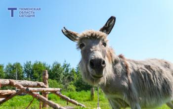 В трех тюменских деревнях отменили карантин по бешенству