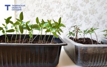 Чем кормить рассаду овощных культур – объясняет садовод Нина Щербакова