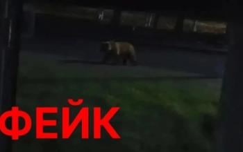 Из-за сообщений о диких животных в Тобольске усилят контроль за жилыми районами