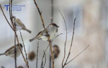 10 марта в Тюмени столбики термометров покажут -16 градусов