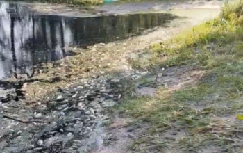 Специалисты ответили, почему в Туре массово гибнет рыба 