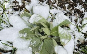 В ближайшие 5 дней температура в Тюменской области опустится до –2°C