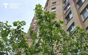На Тюменскую область надвигаются заморозки до -5°С