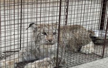 Рысь, забредшую к югорскому детсаду, отправили на реабилитацию в тайгу